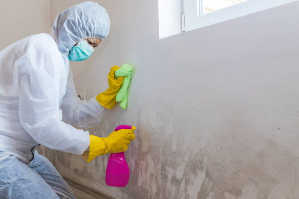 Trusted South Amherst, OH Mold Removal & Remediation Experts